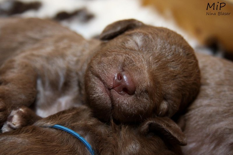 2011-05-07 Puppies Candy & Svet (53).jpg